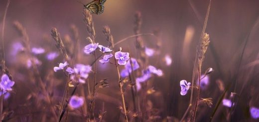 The pornographic butterfly effect